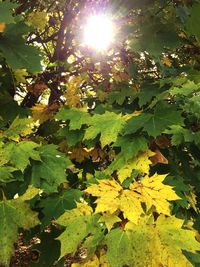 Sun shining through trees