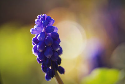 Close-up of purple flowering plant