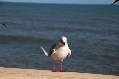 Close-up of seagull