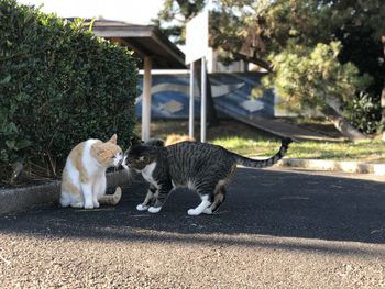 Cats on the ground