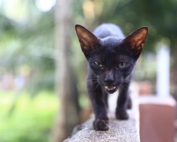 Close-up portrait of black cat