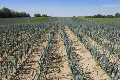 Scenic view of agricultural field against sky