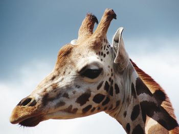 Close-up of giraffe against sky 