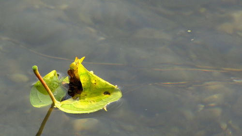 Close-up of leaves