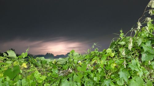 Plants growing on field against cloudy sky