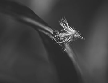 Close-up of dandelion flower