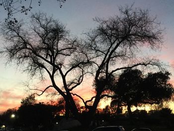 Silhouette of trees at sunset