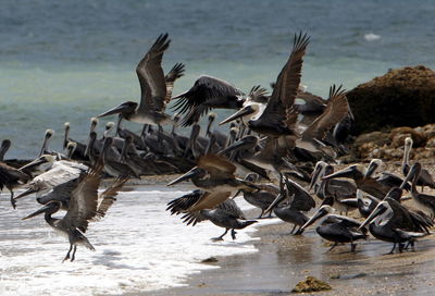 Pelicans at sea shore