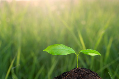 Close-up of small plant growing on field