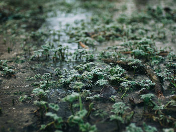 Close-up of moss growing on rock