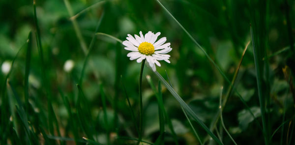 Close-up of white daisy blooming in field