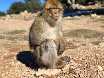 Lion sitting on land