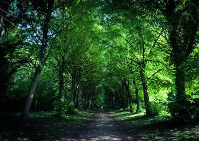 Footpath passing through forest