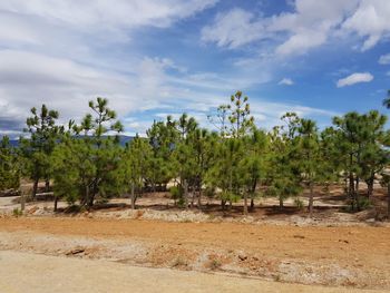 Trees on landscape against sky