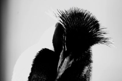 Close-up of bird against sky