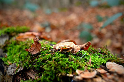 Close-up of mushroom on field