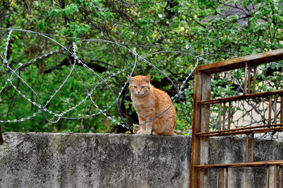 Portrait of a cat sitting on a fence