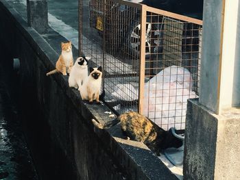 Cats sitting on retaining wall