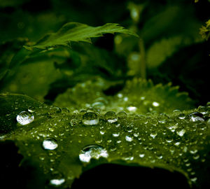 Close-up of raindrops on leaves