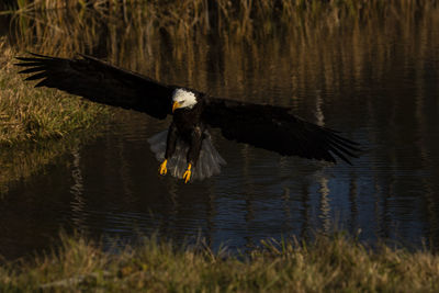 A trained bald eagle in flight, haliaeetus leucocephalus.