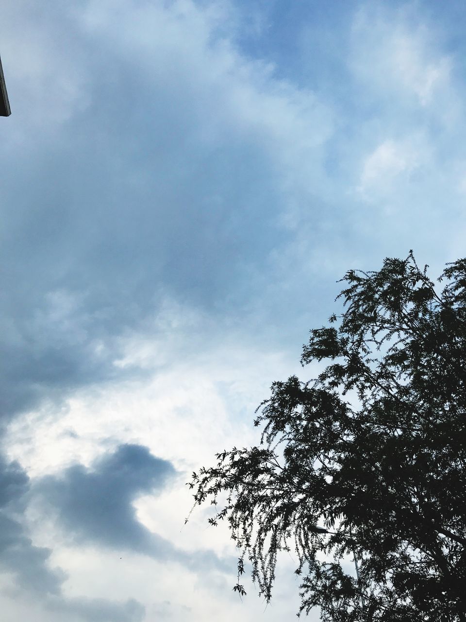 low angle view, tree, sky, nature, beauty in nature, cloud - sky, day, outdoors, no people, scenics, tranquility, growth, branch