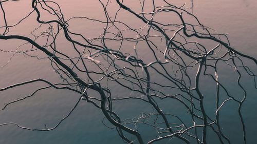 Low angle view of bare tree against sky