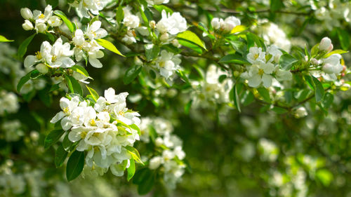 Close-up of white flowers