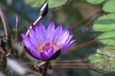 High angle view of purple water lily blooming in pond