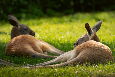 Close-up of rabbit on field