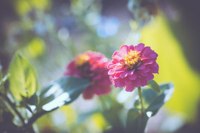 Close-up of pink flowers