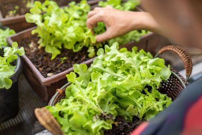 Midsection of person holding vegetables