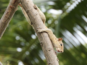 Low angle view of squirrel on branch