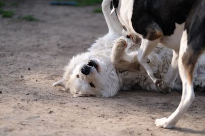 Dogs sitting on a land