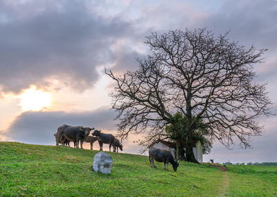 Horse grazing in a field