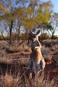 Roo in kangaroo sanctuary. alice springs. northern territory. australia