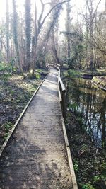River passing through forest