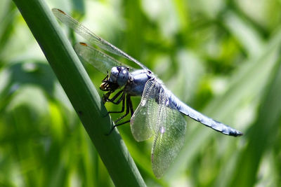 Close-up of insect on grass