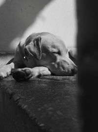 Close-up of dog sleeping on floor at home