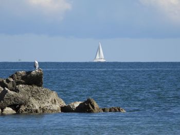 Sailboat sailing on sea against sky