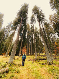 Woman hiking in forest