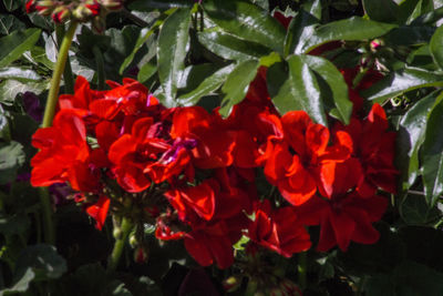 Close-up of red flowers blooming outdoors