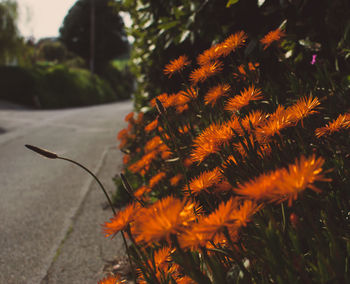 Close-up of orange flowering plant