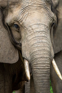 Close-up of elephant