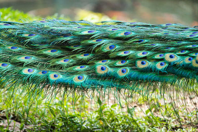 Close-up of peacock feathers