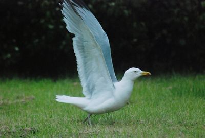 Side view of a bird flying over grass