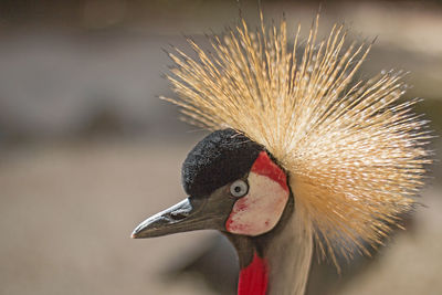Close up of crowned crane head.