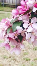 Close-up of pink flowers blooming on tree
