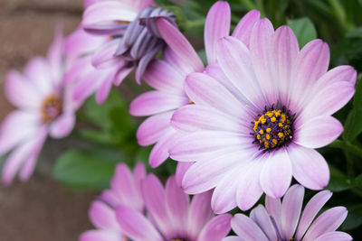 Close-up of pink flowers blooming outdoors