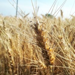 Close-up of stalks in field