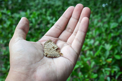 Cropped image of hand holding small